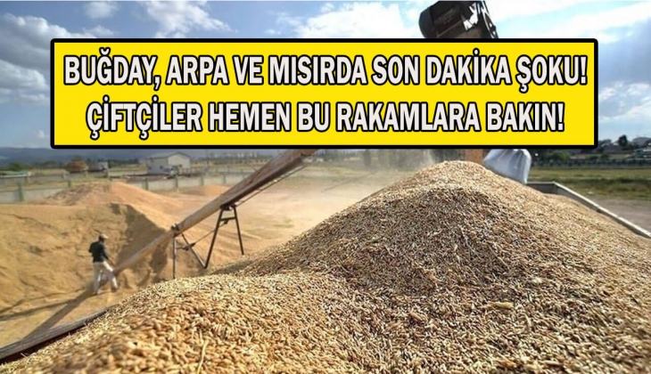 Çiftçiler buğday alım fiyatlarını bekliyor! Son dakika buğday, arpa, mısır fiyatları kaç lira oldu? 