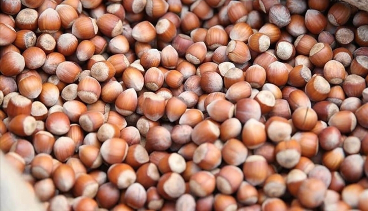 TMO'dan şok fındık alımı açıklaması! Fındık fiyatları hangi ilde kaç TL? İşte fındık fiyat listesi 6 Eylül 2022...