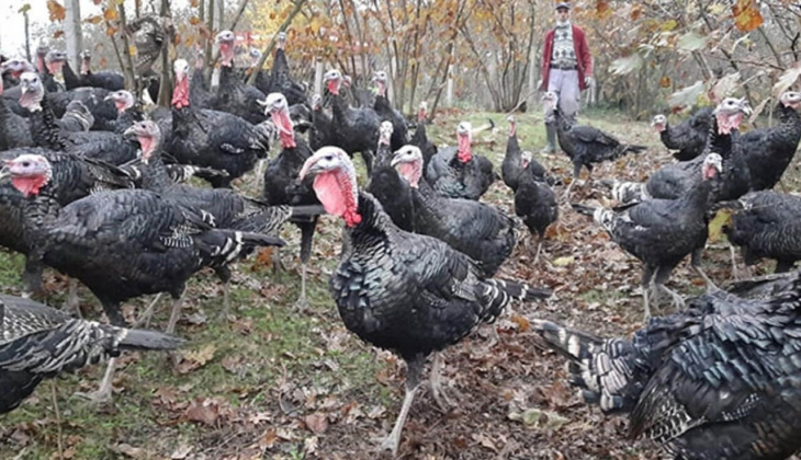 Yılbaşı hindisinin kilogram fiyatı belli oldu! İşte hindi 7 Aralık 2022 fiyat listesi...