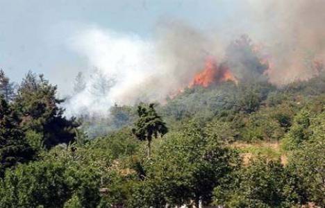 Kahramanmaraş'ta orman yangını!