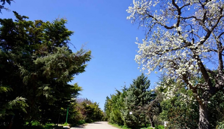 Validebağ Korusu nda inşaata izin yok: Koruyu betonlaştıracak projenin iptal kararını Danıştay da onadı! 