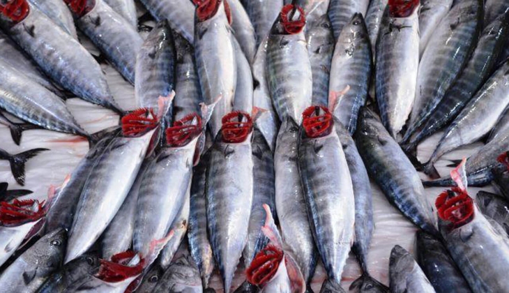 Balık yemenin tam zamanı! Palamut fiyatları düştü! 
