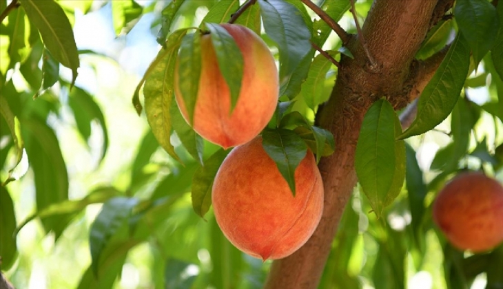 Halde kilosu 7 lira olan şeftali markette 27 liraya satılıyor!