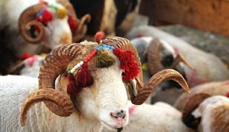 Güncel adak kurbanı fiyatları kaç TL? 28 Eylül 2022 fiyat listesi