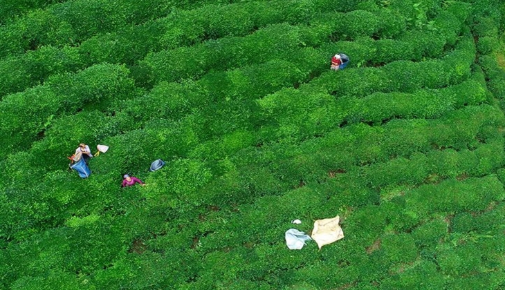 Çiftçiler dikkat! Fark ödemesi desteği resmen açıklandı! Hemen şartlara bakın!
