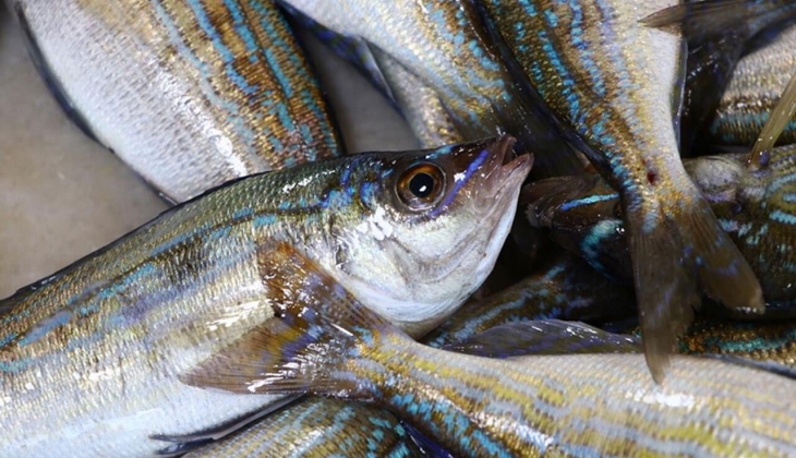 İstanbul Balık Hali 15 Nisan 2022 fiyatları belli oldu! İşte fiyat listesi..