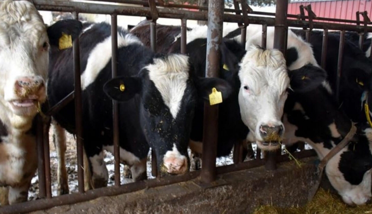 Besici çileden çıktı! Hayvanlarını satıp bakın hangi mesleğe yöneldi