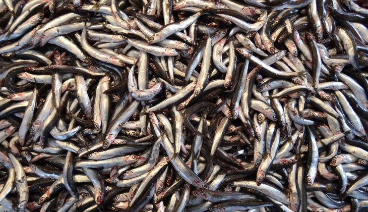 Hamsi 550 TL uskumru 35 TL! İşte İstanbul’da 6 Ocak 2023 balık fiyatları…