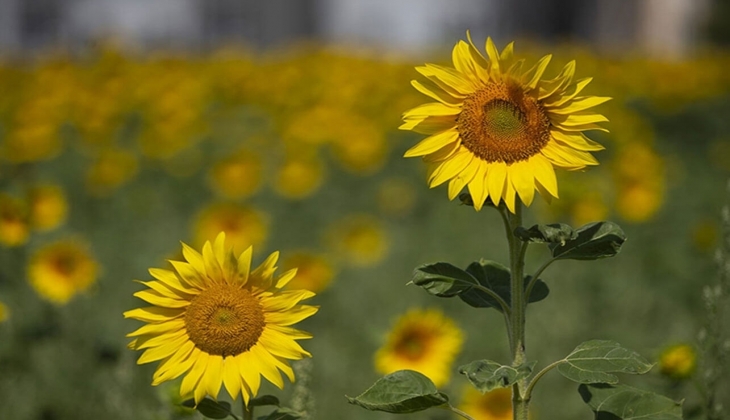 Çiftçilere son dakika müjdesi! Ayçiçeği üreticilerine Trakya Birlik ten ton başına 1.100 TL destek verilecek!
