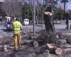 Dolmabahçe'deki hastalıklı tarihi çınar ağaçları kesiliyor!