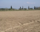 Manisa'da icradan satılık 4 bin 425 metrekare tarla!