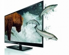 Toshiba, Regza WL ve Regza YL 3D Pro-Led TV serilerini satışa çıkardı!