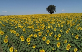 Son yağışlar ayçiçek gelişimini destekledi! Çiftçiler dikkat! Borsalarda ayçiçek fiyatları ne kadar? 