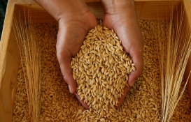 Toprak Mahsulleri Ofisi mayısta yem bitkilerini yem sanayicilerine destekli fiyattan satmaya devam edecek!