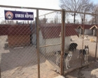 Eyüp Hayvan Barınağı imar planı askıda!