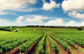 Tarım Arazileri Tüzüğü tam metni 2009!