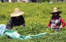 Çay hasat sezonu açıldı! ÇAYKUR 3 günde 730 ton yaş çay aldı!