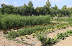 Dünyada bir ilk! İzmir'de tıbbi ve aromatik OSB kuruluyor!