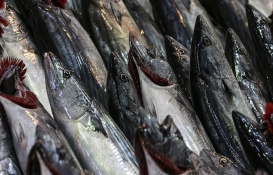 Palamut fiyatları dip yaptı! İstanbul Balık Hali'nde Palamut 10 TL!