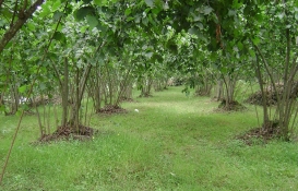 Karadeniz'de fındık bahçesi ilk kez Araplara satıldı!