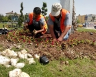 Şanlıurfa'da yeşillendirme çalışmaları devam ediyor!