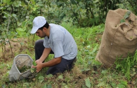 Fındıkta işçi yevmiyesi ve diğer ücretler belli oldu! 2023 işçi yevmiyesi ne kadar oldu? 