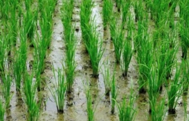 Kuraklık, Edirne'de bu yıl çeltik rekoltesini düşürdü