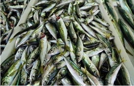 Ankara Balık Hal'inde İstavrit ve hamsi ne kadar? İşte 21 Ekim 2022 fiyat listesi