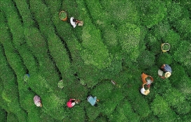 ÇAYKUR duyurdu: 49 fabrikasında 24 saat alım yapılacak