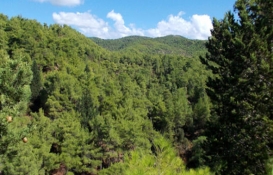 Orman alanlarıyla ilgili önemli düzenleme!