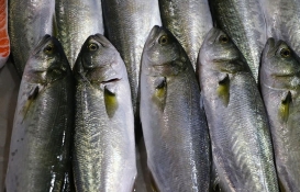 İstanbul Balık Halinde fiyatlar çakıldı! Palamut 20 lira, lüfer 40 lira, çipura 65 lira! İşte 24 Ekim 2022 fiyat listesi