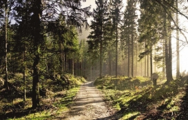 Ormana imar revize edilecek!