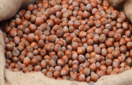 Serbest piyasa fındık fiyatları: Ordu, Samsun fındık fiyatı ne kadar oldu? 26 Haziran 2024 il il fındık fiyatları!