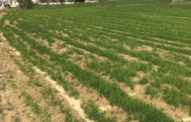 Ne dolar ne de euro! İşte herkesin koştur koştur yatırım yaptığı geleceğin yıldızı yatırım alanı