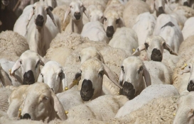 Kurban Bayramı'na günler kala dolandırıcılıklar arttı: 3-4 bin TL'ye kurban bağışı alınıyor! Aman dikkat! 