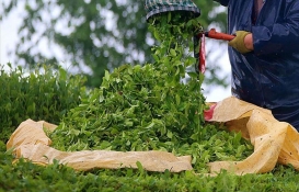ÇAYKUR'dan son dakika müjdesi: Yaş çay bedeli ve organik çay desteği hesaplara yattı! Yarın hemen alabilirsiniz!