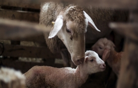 Koyun Keçi Yetiştiricileri Merkez Birliği'nden emsal hareket! Depremzedeler için battaniye yardım kampanyası başlattı!