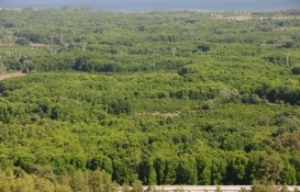 Muğla Sığla Ormanları koruma alanı olarak tescillendi!
