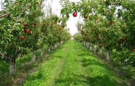 Türkiye'ye örnek model Kabalı Meyve Bahçesi!