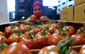 Savaş, sebze fiyatlarını da vurdu! Domates bir haftada 25 TL'den 4 TL'ye düştü! 