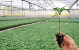 Antalya'daki sera arazileri kiraya veriliyor!