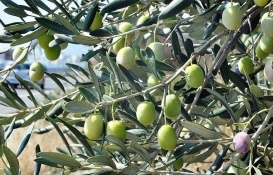 Balıkesir Burhaniye'de 24 bin metrekarelik arazi imara açıldı mı?