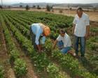 Çiftçiler arazilerin miras yoluyla bölünmesine karşı!
