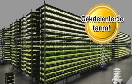 Geleceğin umudu: dikey tarımlaşma!