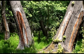 Bunu üreten yaşadı: Litresi 5 bin liraya satılıyor