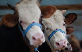 A101, Migros, CarrefourSA kurbanlık fiyatlarını tek tek listeledi! Küçükbaş, büyükbaş 10 aya varan taksit fırsatı!