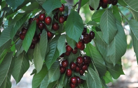 Hasadı başlayan kirazın fiyatı bahçede 10 lirayken markette 30 lira!