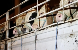 Zincir marketlerde kurbanlık fiyatları belli oldu! Bu fiyatları görenlerin ağzı açık kaldı!