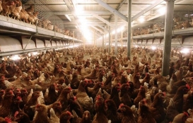 Kabus geliyor: Enerji krizi tavukçuluğu vurdu! 