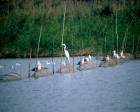 Ramsar Sözleşmesi Türkiye